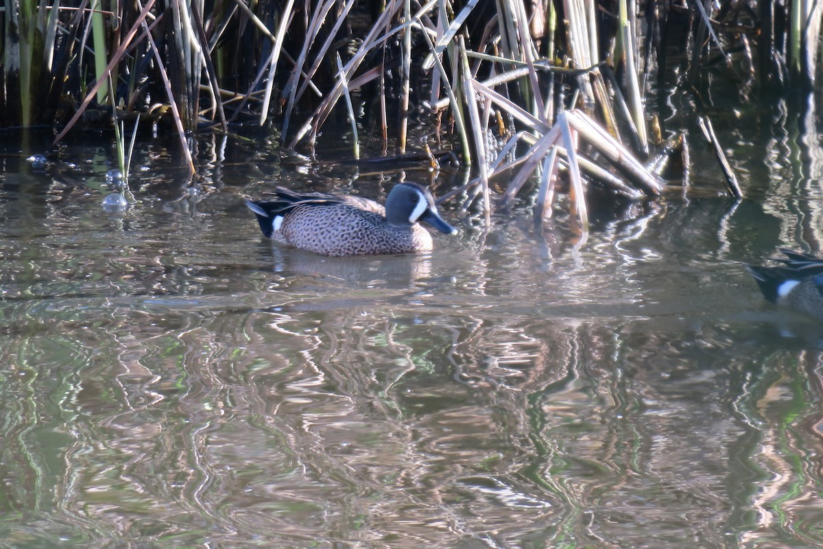 Blue-winged Teal - ML614393998