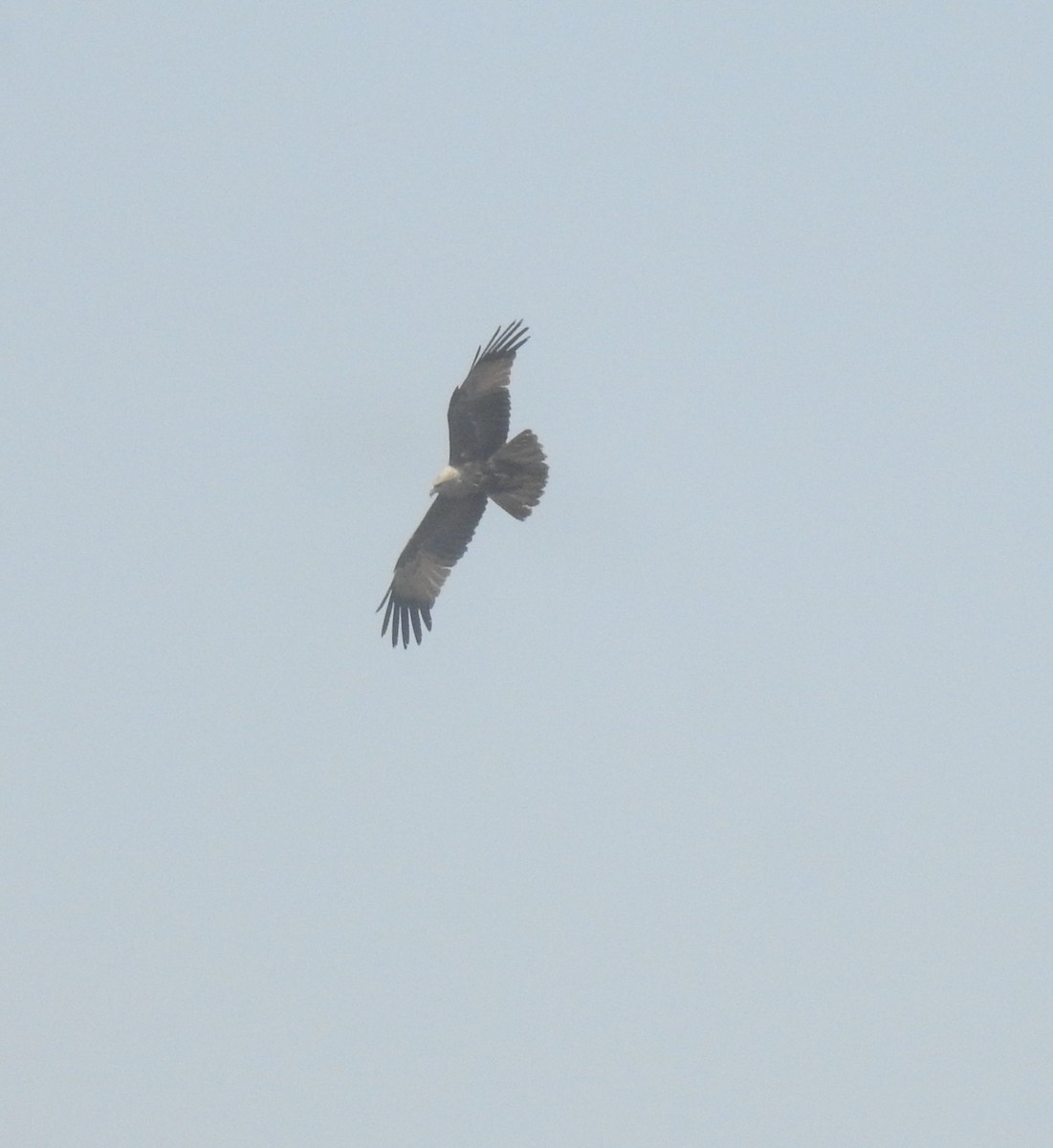 Brahminy Kite - ML614394017