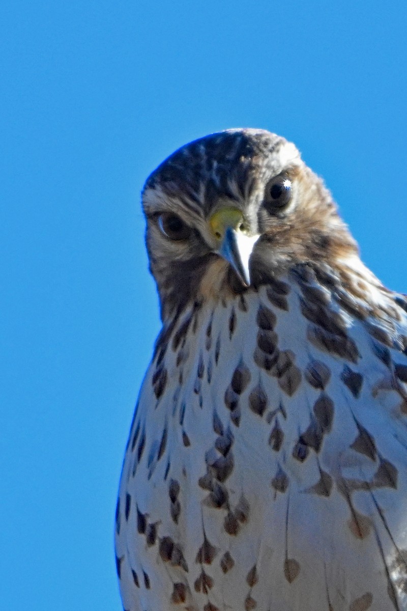 Red-shouldered Hawk - ML614394040