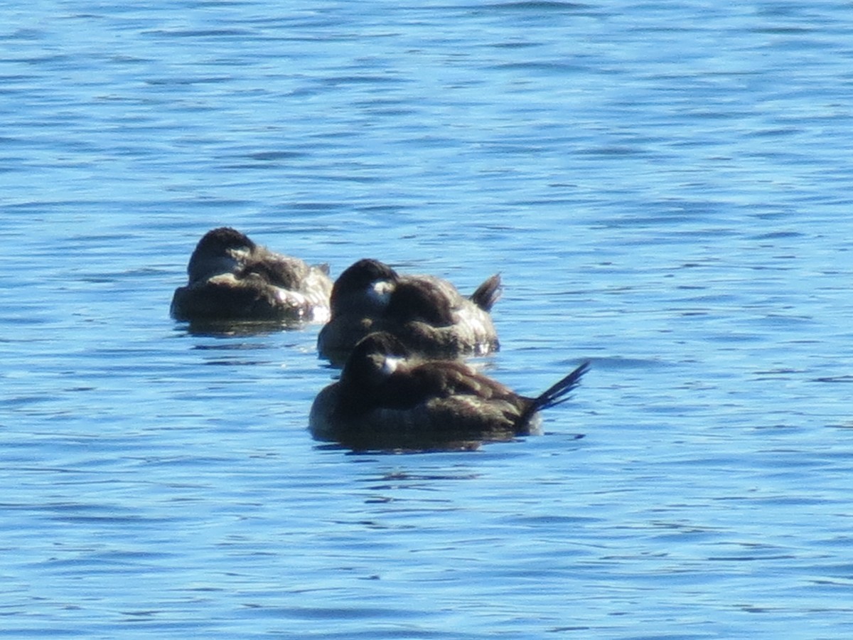 Ruddy Duck - ML614394051