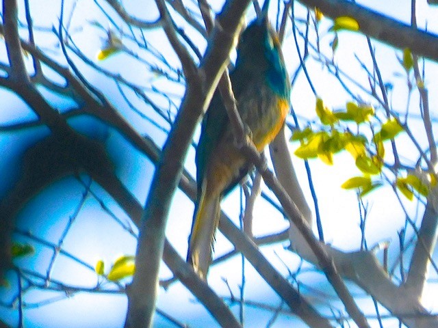 Black-crested Bulbul - ML614394098