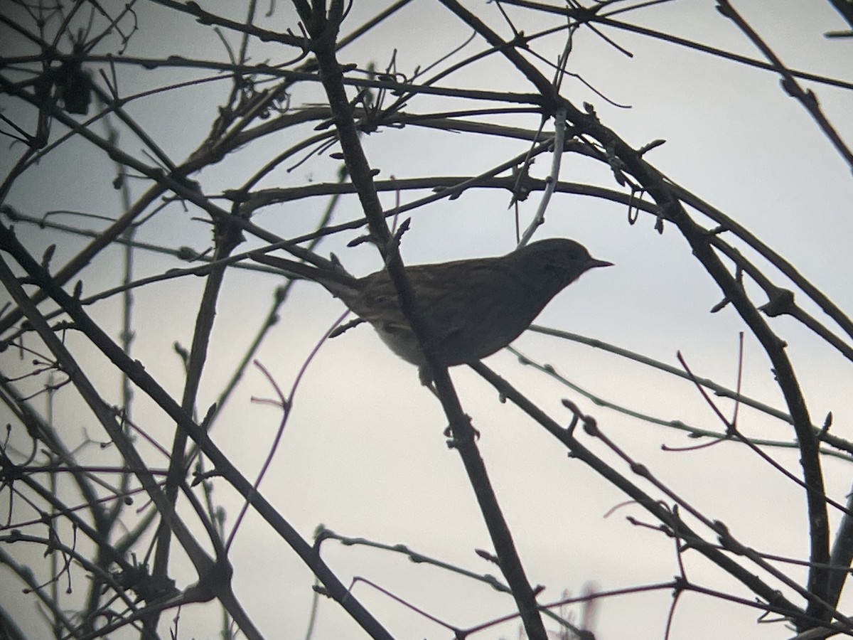 Dunnock - Gianluca Cicinelli