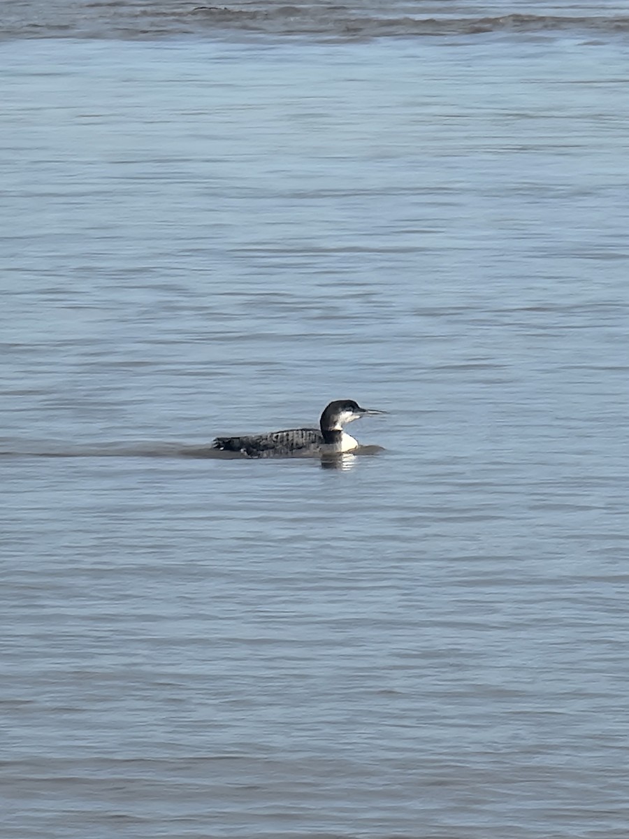 Common Loon - ML614394122