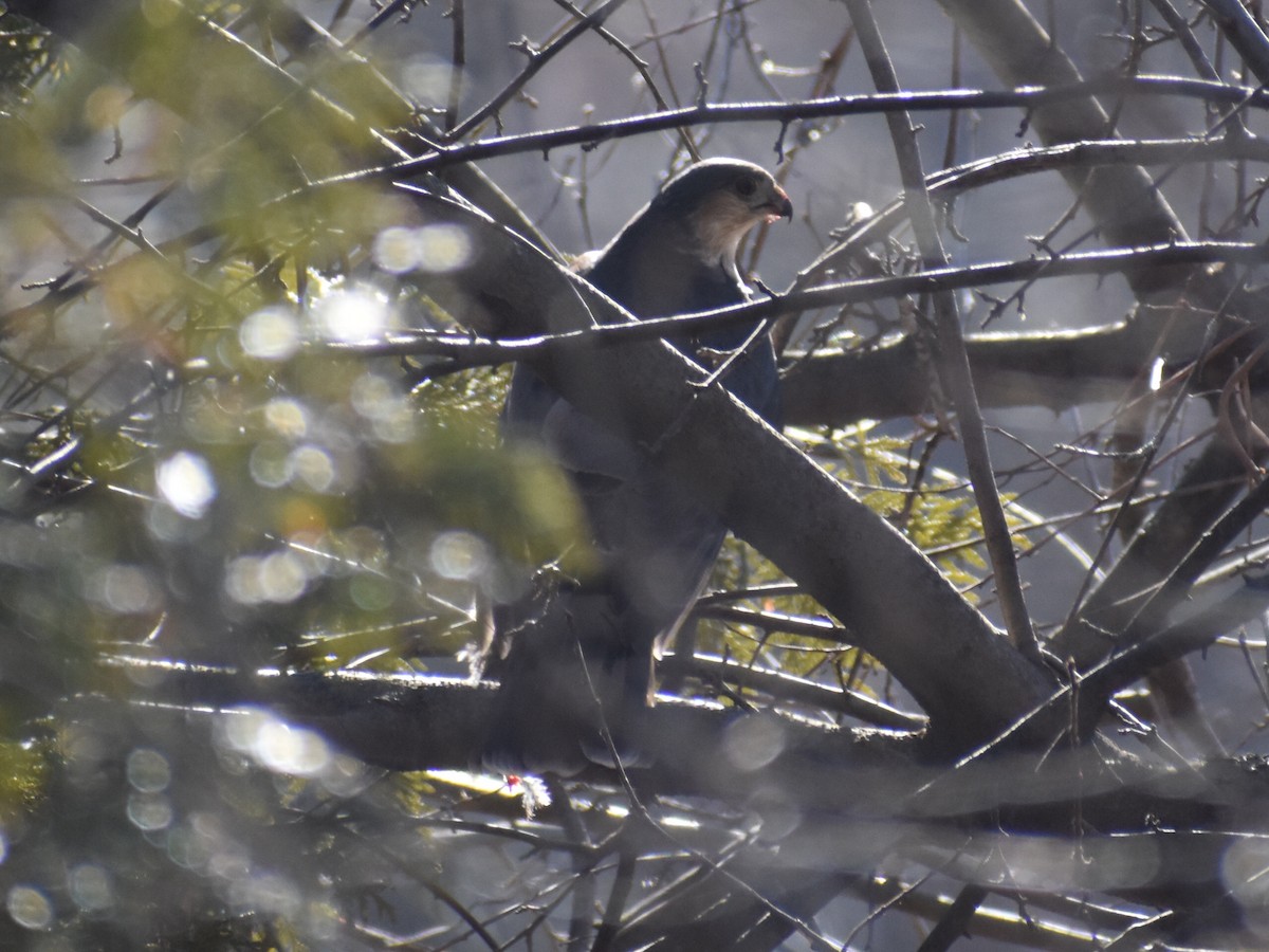 Sharp-shinned Hawk - ML614394126