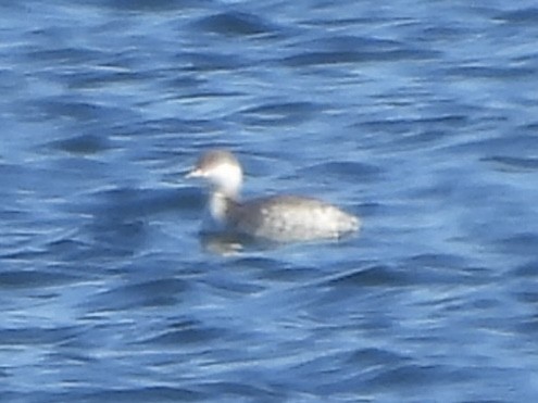 Ohrentaucher - ML614394135