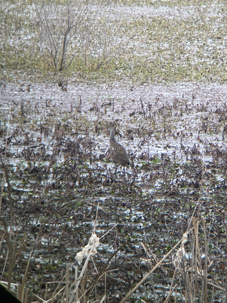 Limpkin - ML614394154