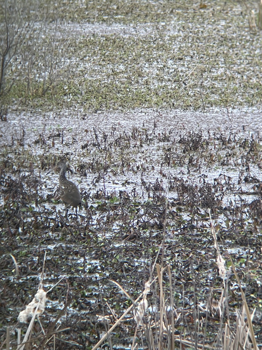 Limpkin - ML614394155