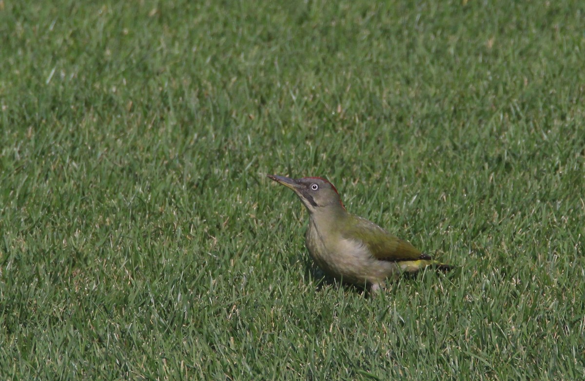 Iberian Green Woodpecker - ML614394167