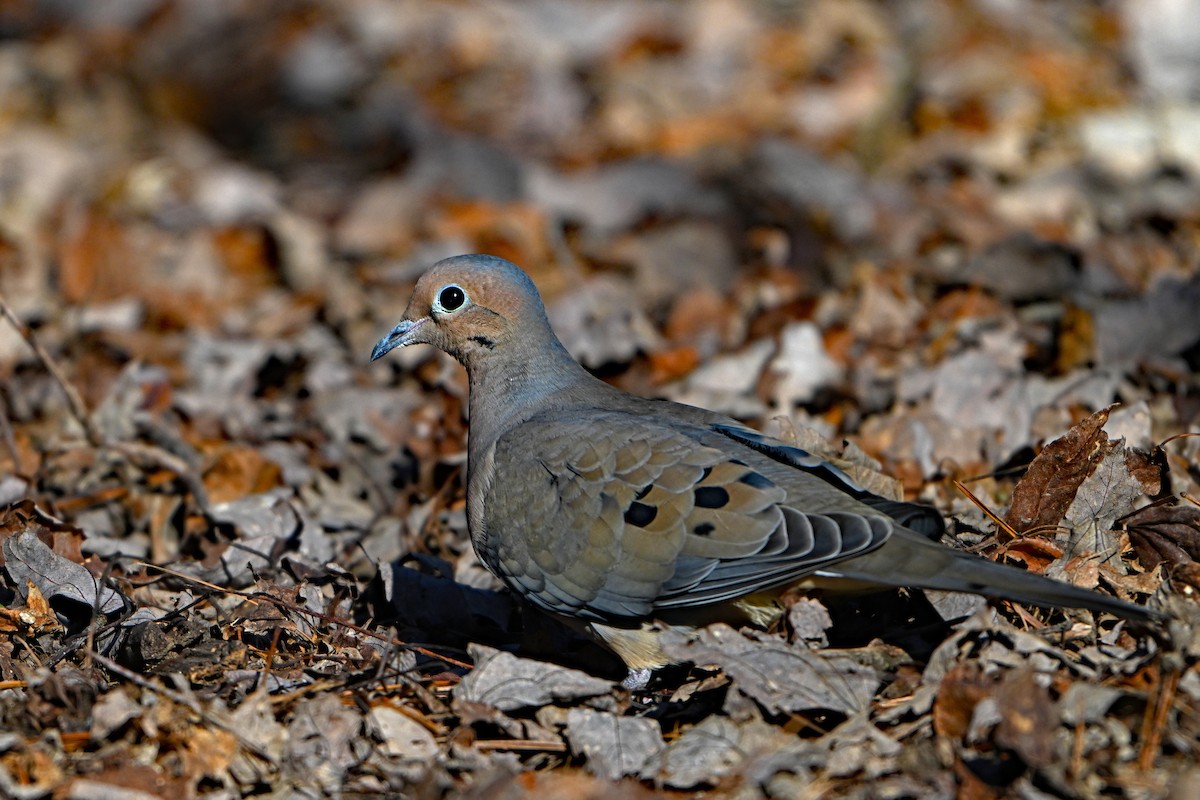 Mourning Dove - Paul Nale