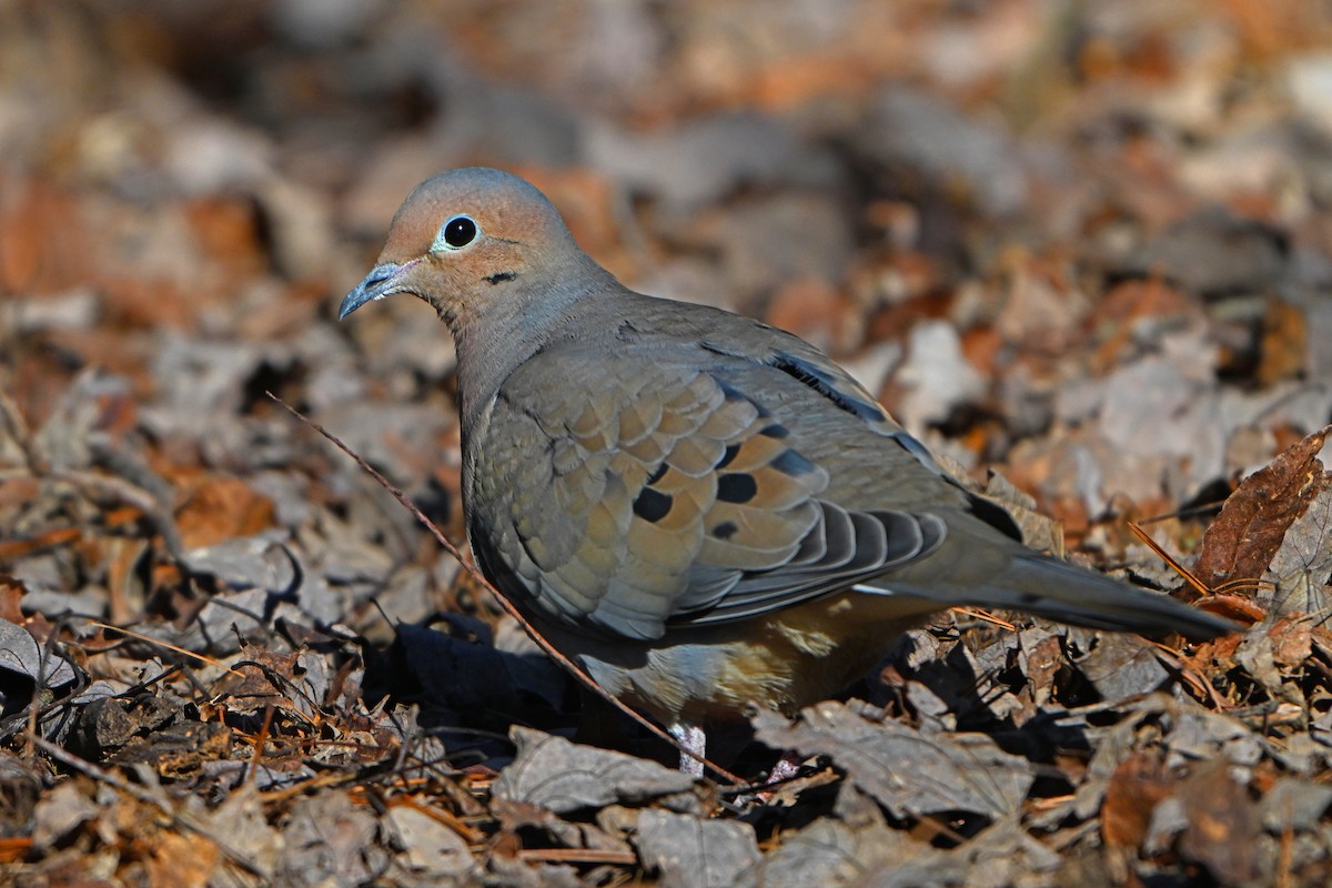 Mourning Dove - Paul Nale