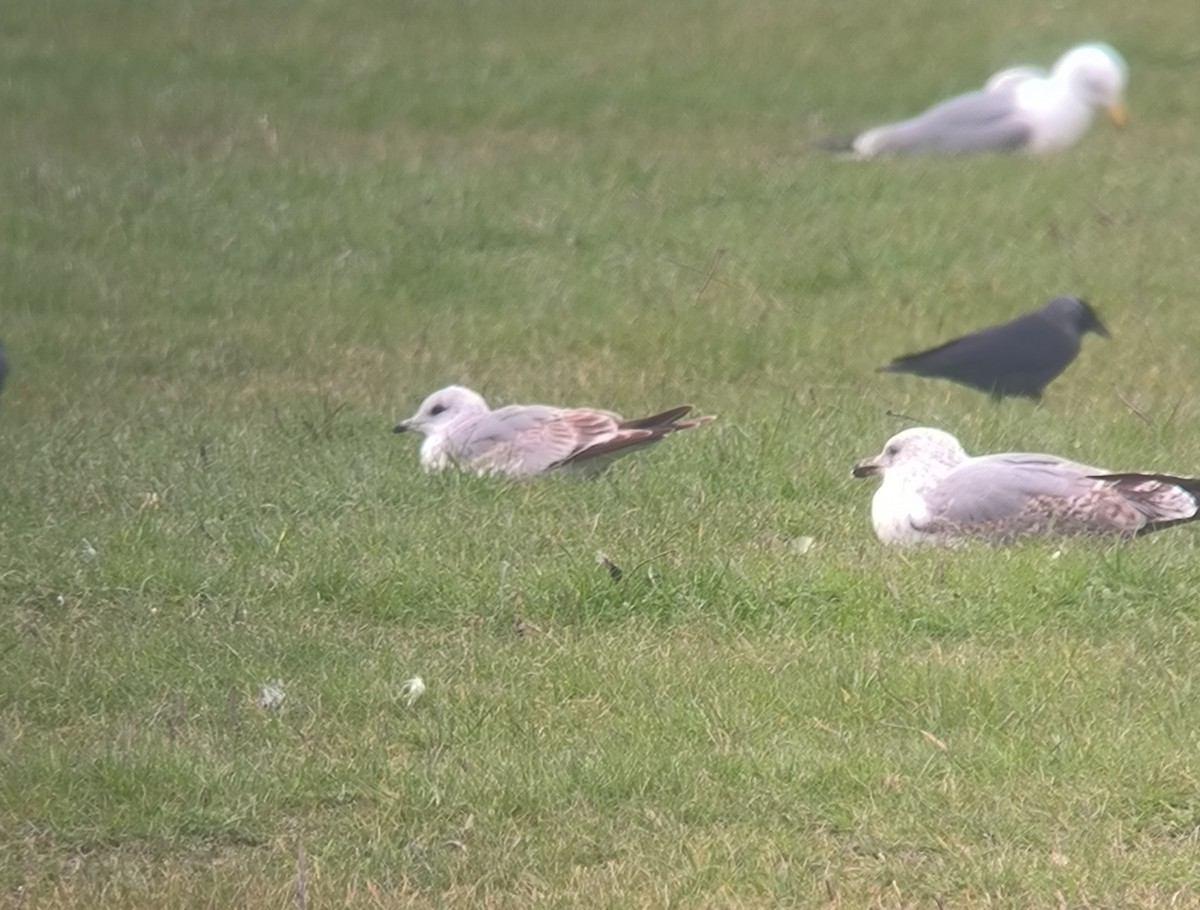 Common Gull - Lorenzo Pini