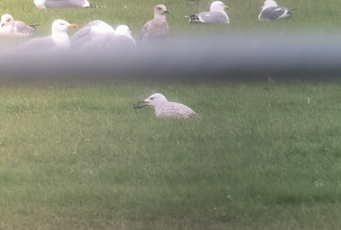 Caspian Gull - Lorenzo Pini