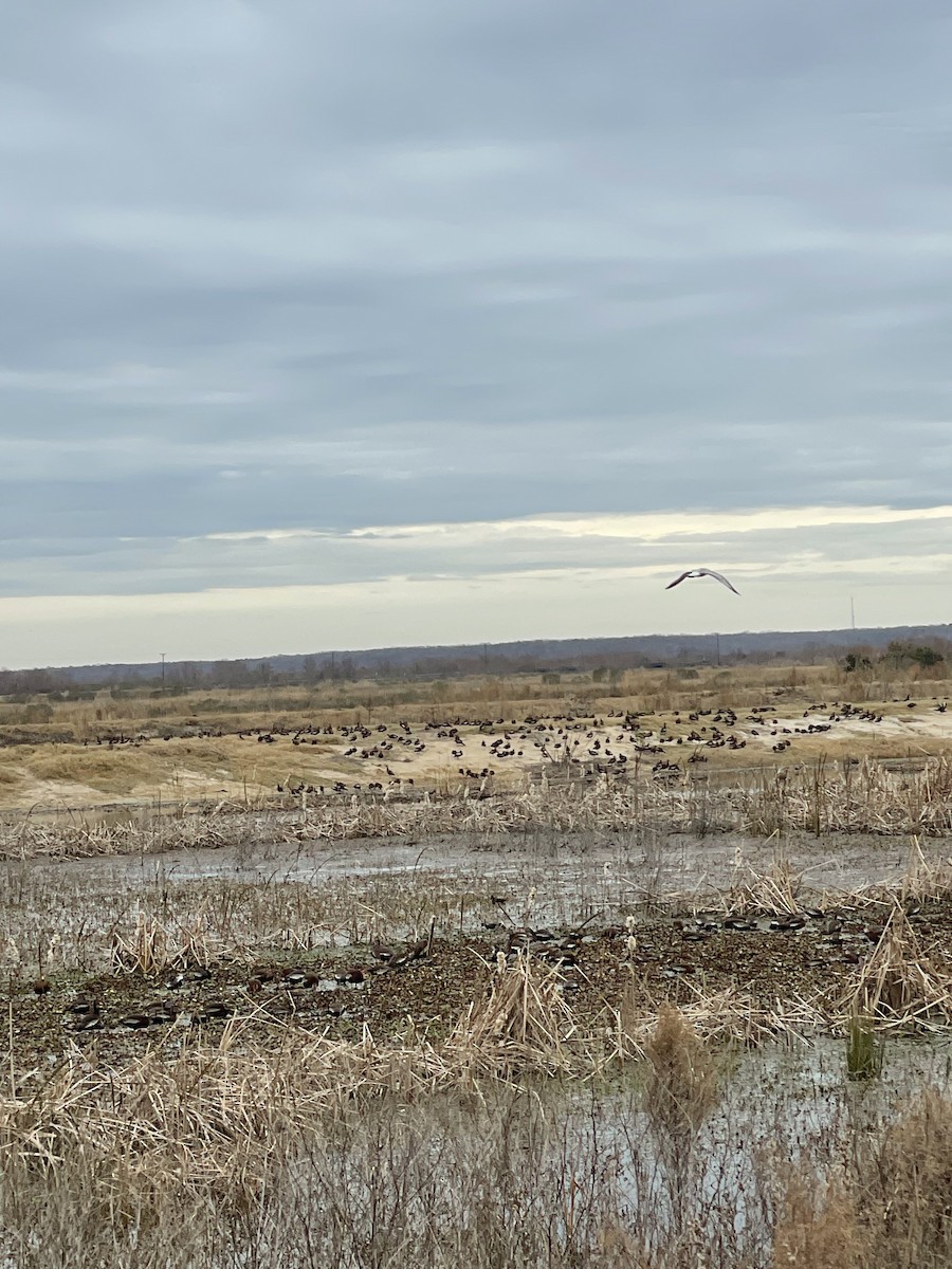 Black-bellied Whistling-Duck - ML614394232