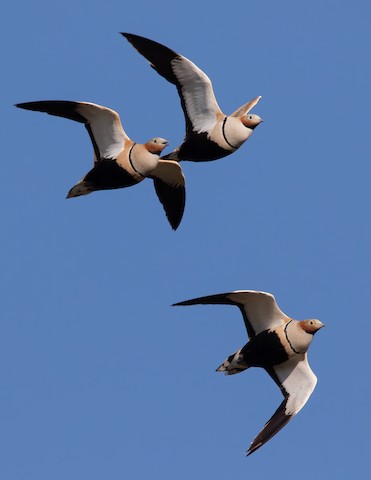 Black-bellied Sandgrouse - Pterocles orientalis - Media