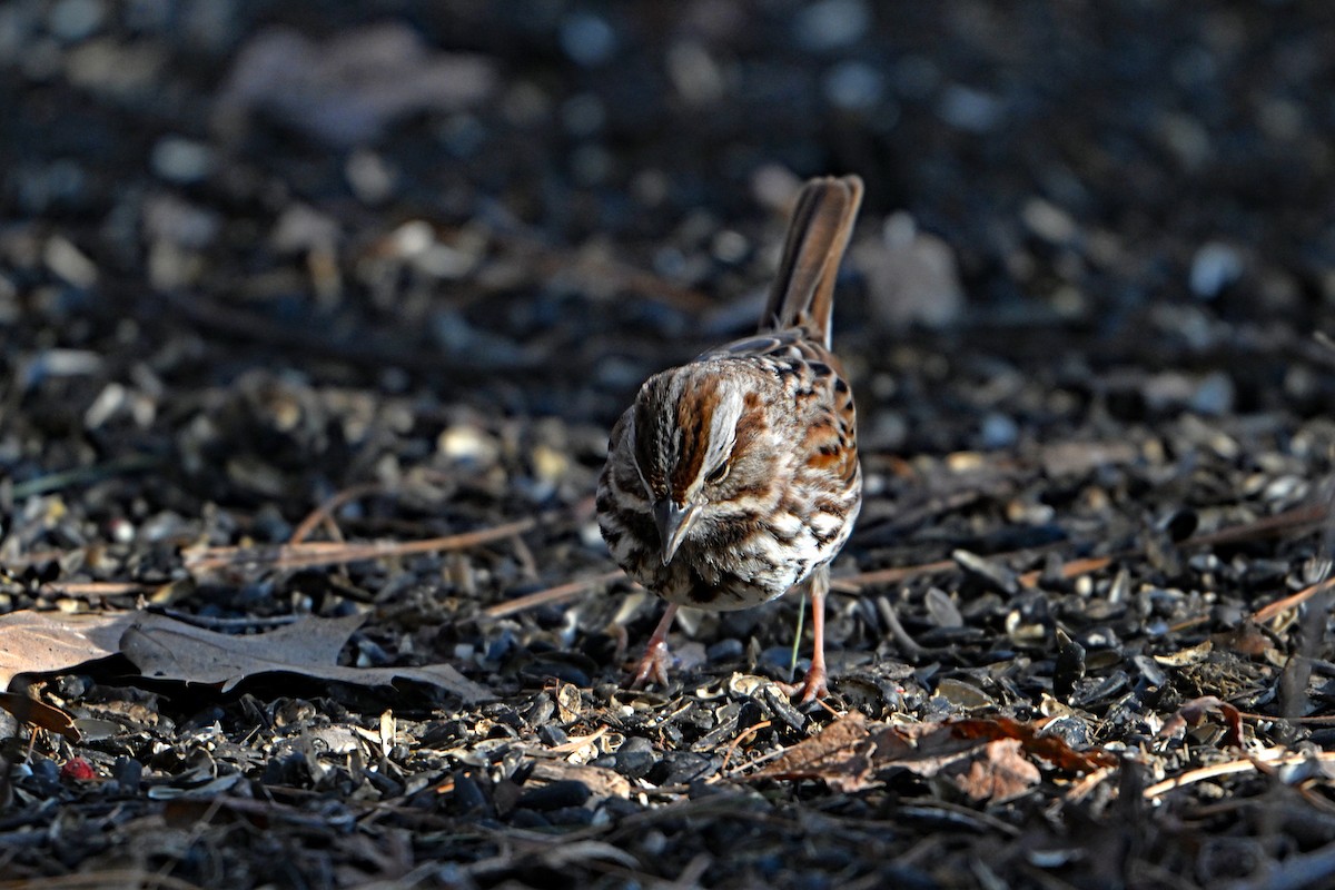 Song Sparrow - Paul Nale