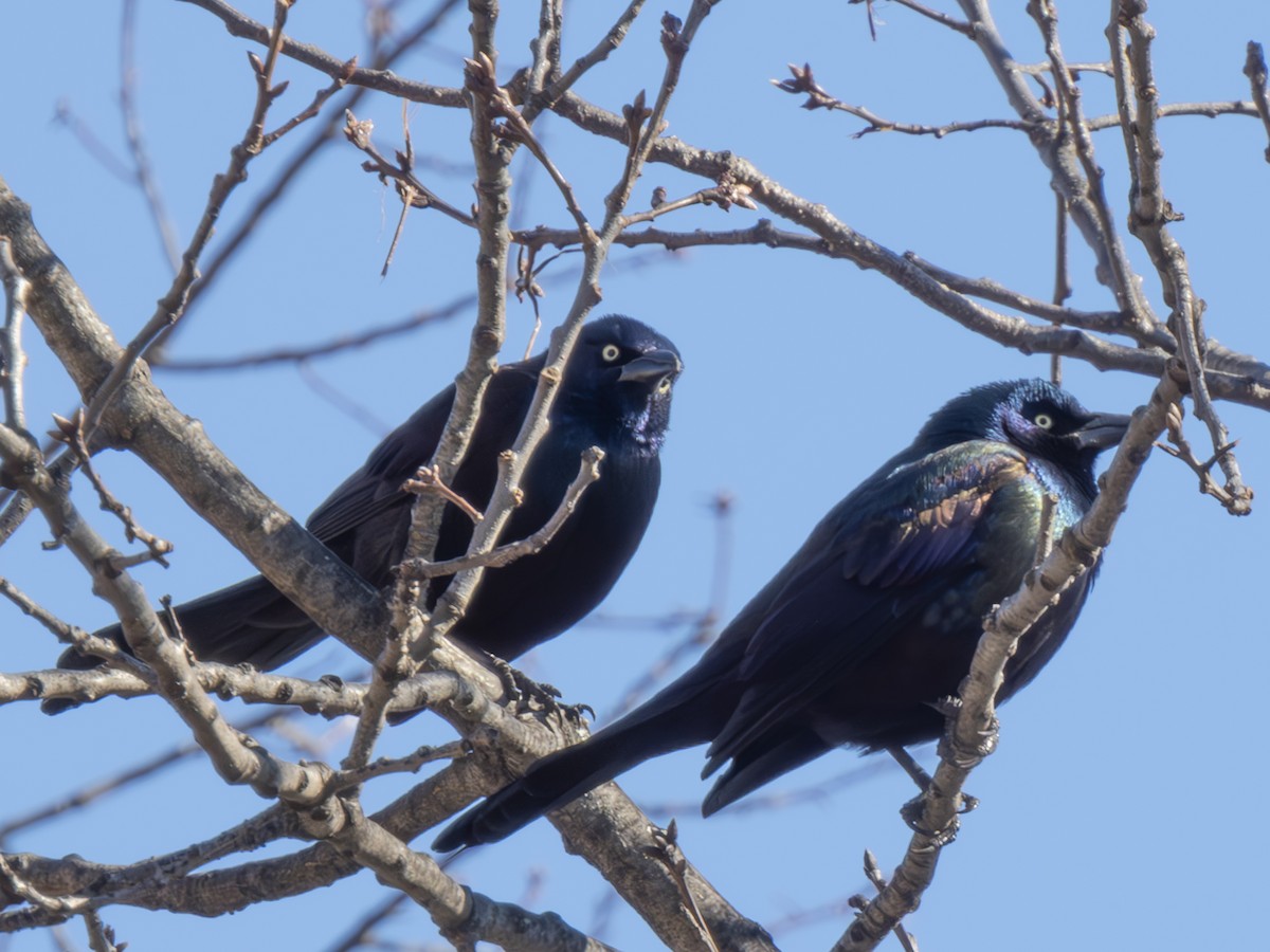 Common Grackle - ML614394243