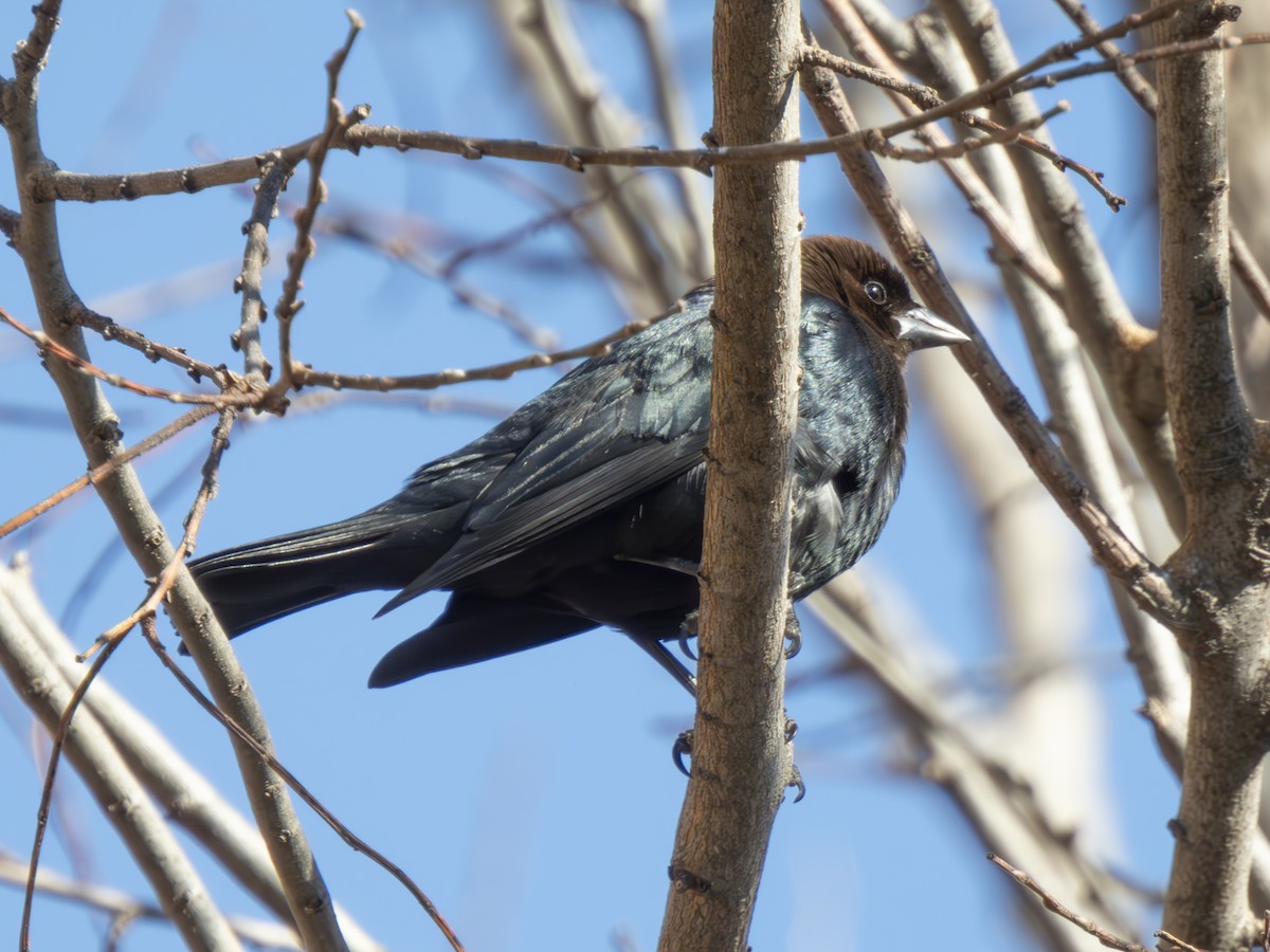 Brown-headed Cowbird - ML614394252