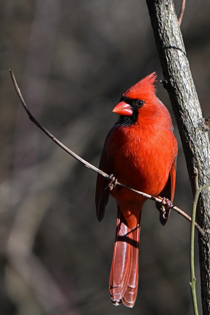 Cardinal rouge - ML614394254