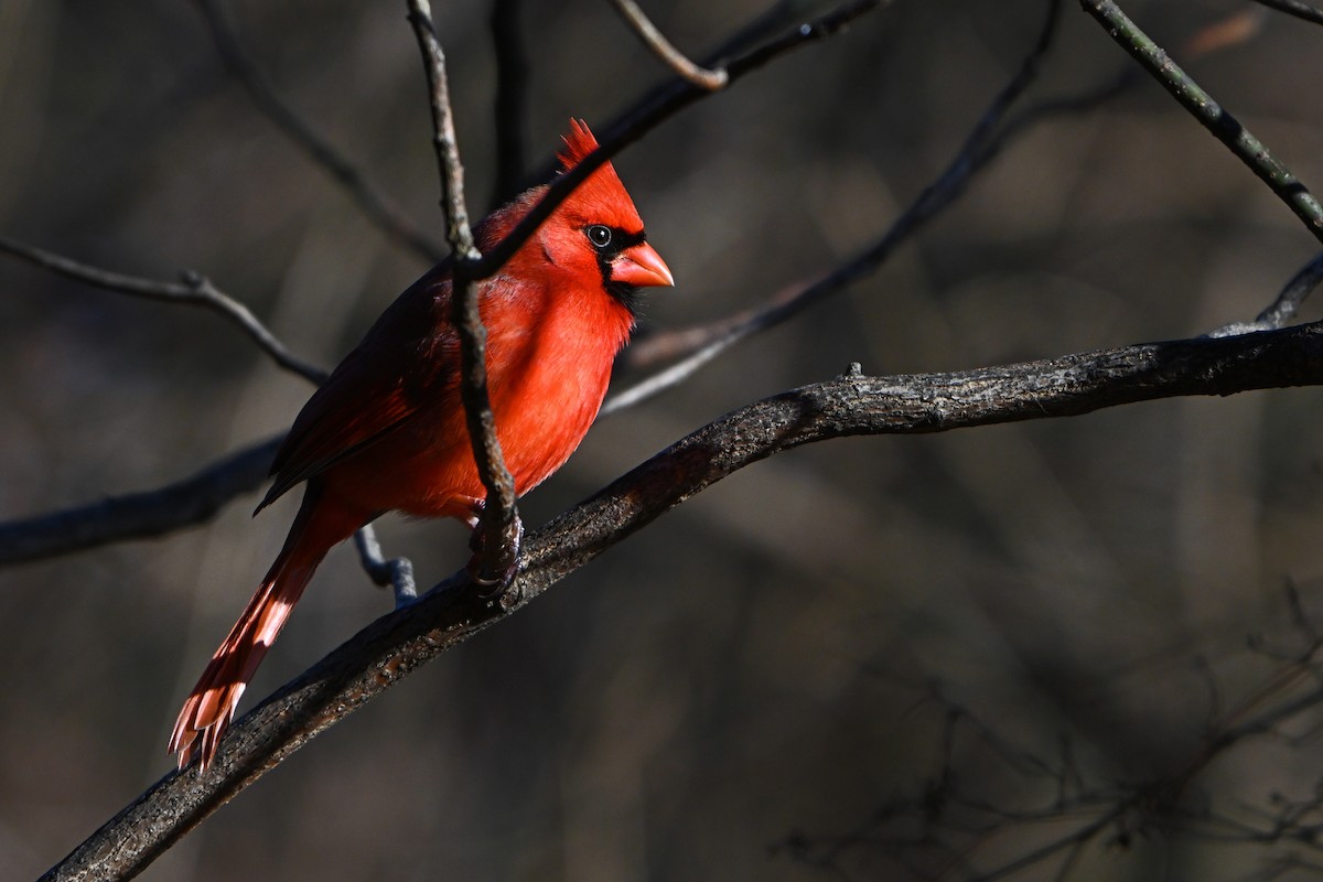 Cardinal rouge - ML614394255