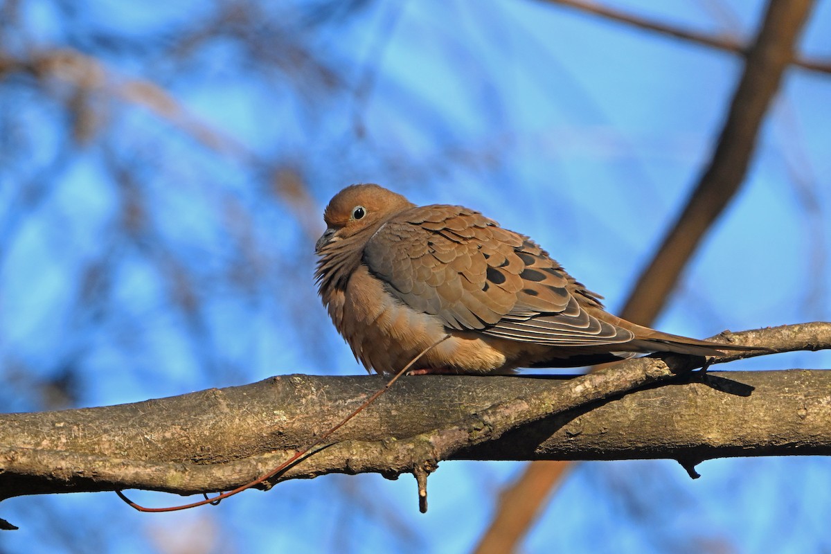 Mourning Dove - Paul Nale