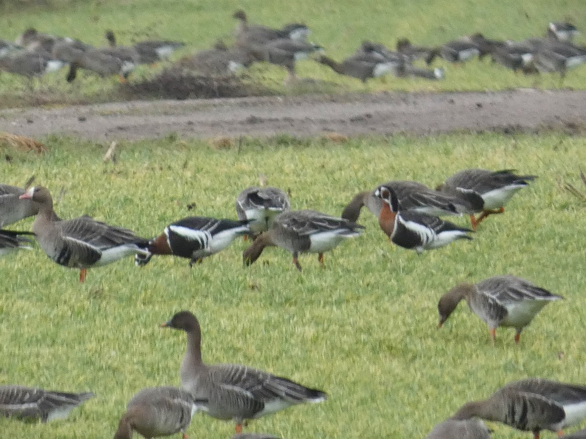 Red-breasted Goose - ML614394278