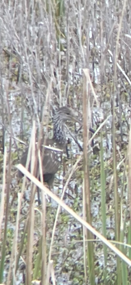 Limpkin - ML614394334