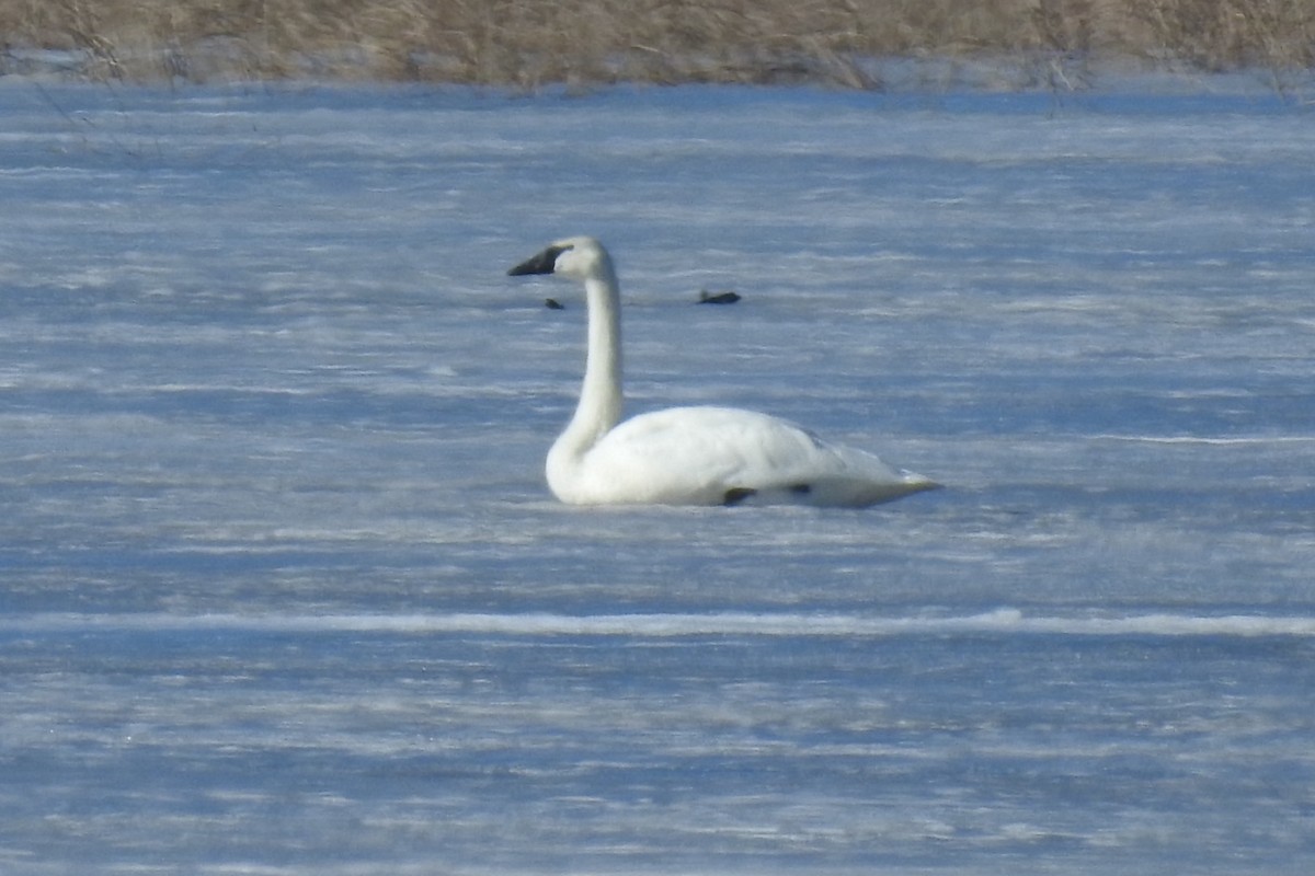 Cygne trompette - ML614394335