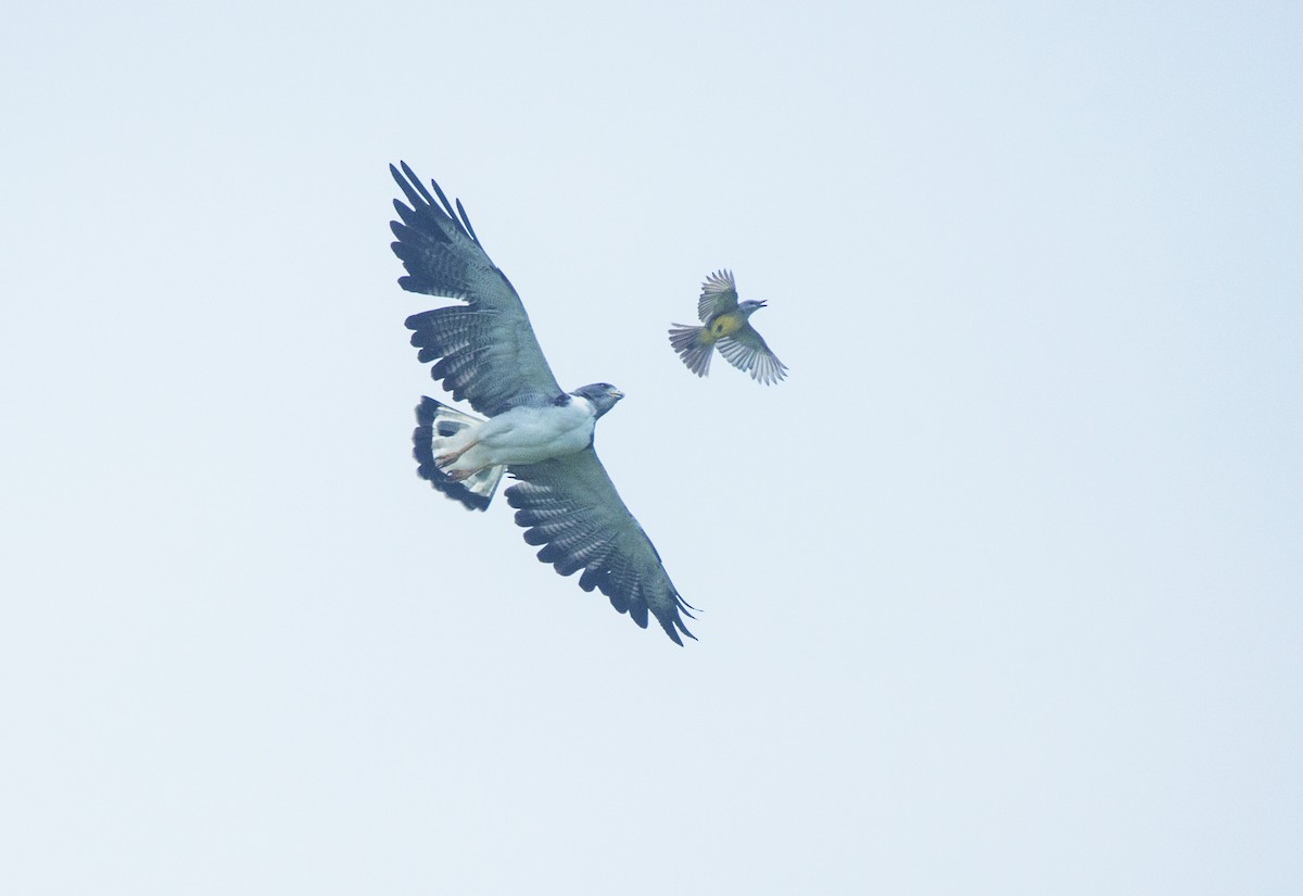 White-tailed Hawk - ML614394346
