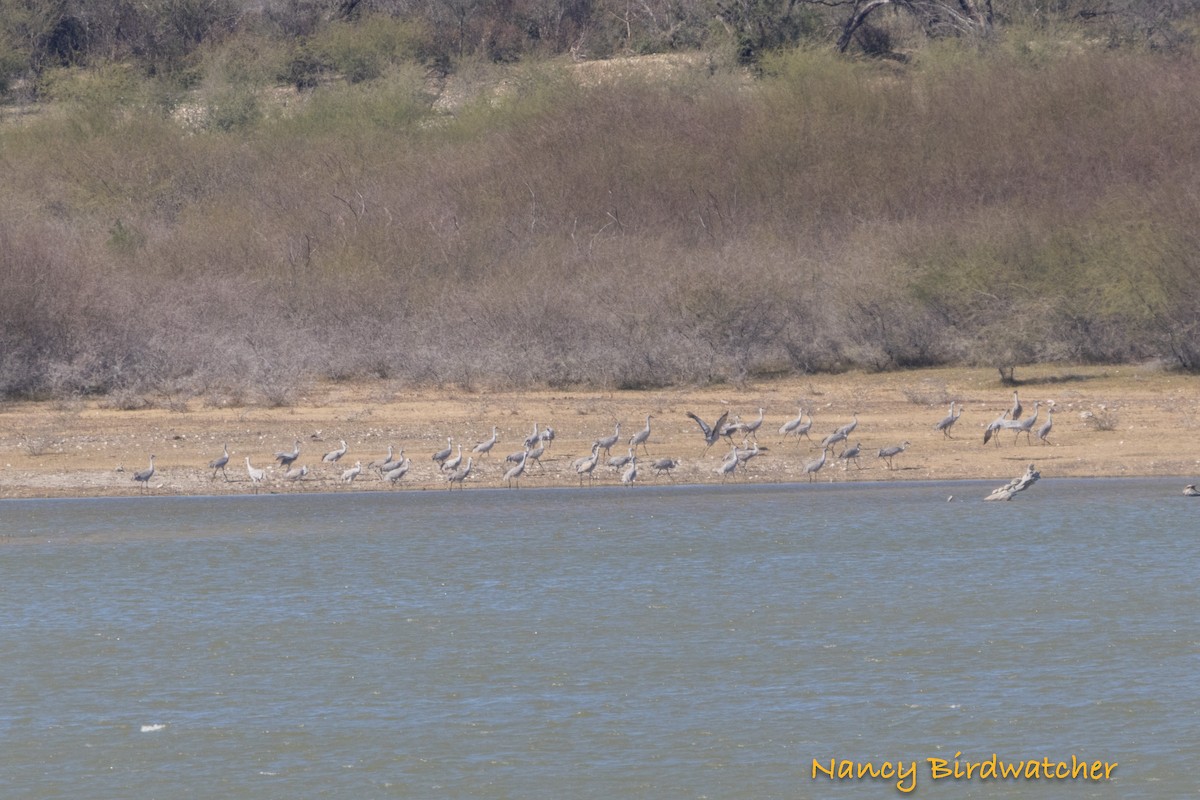 Sandhill Crane - ML614394416