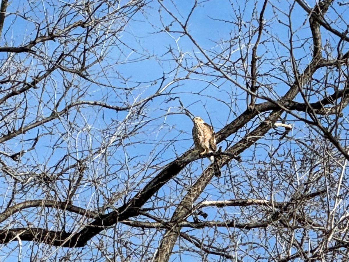 Sharp-shinned Hawk - ML614394426