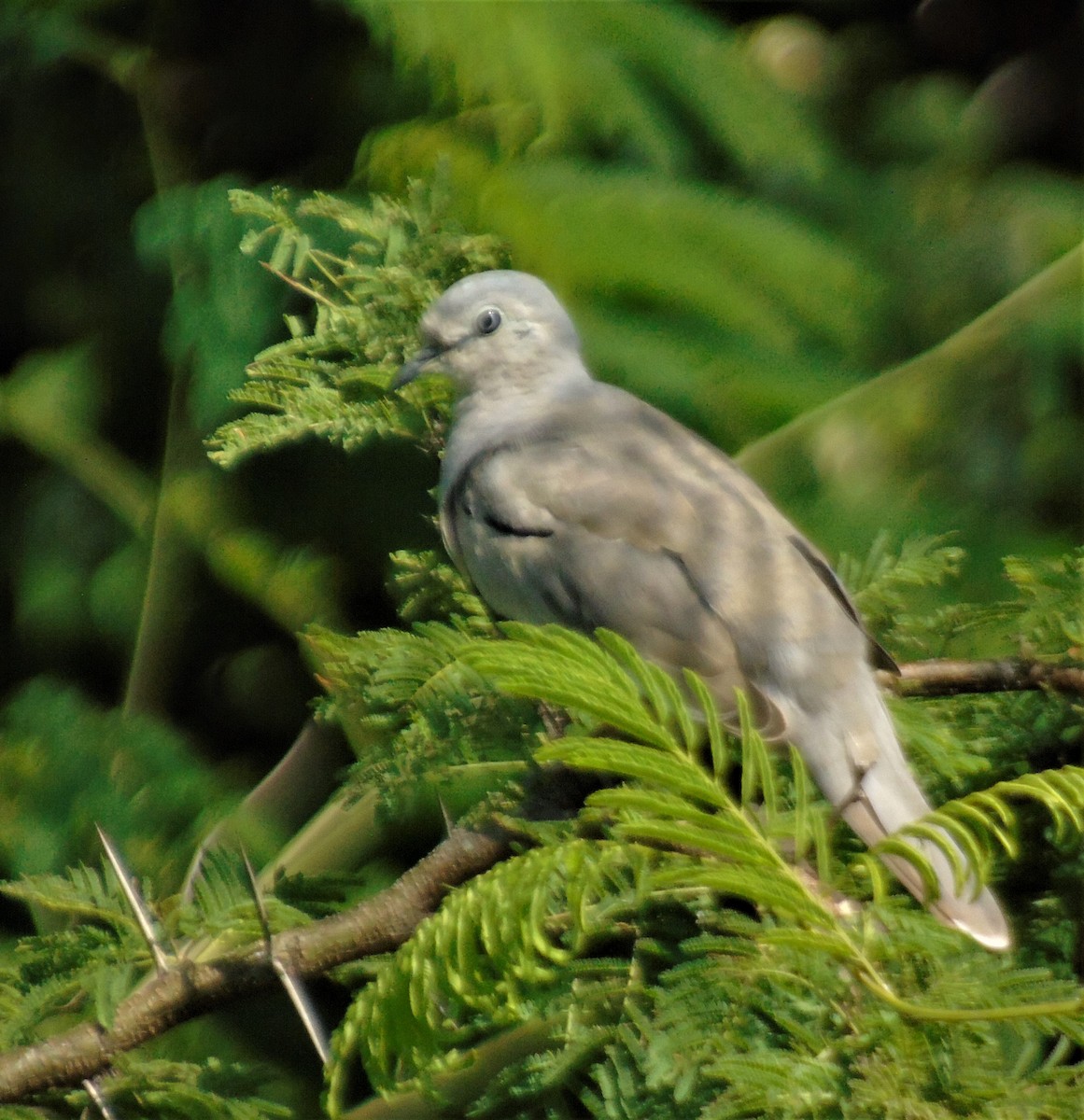 Picui Ground Dove - ML614394428