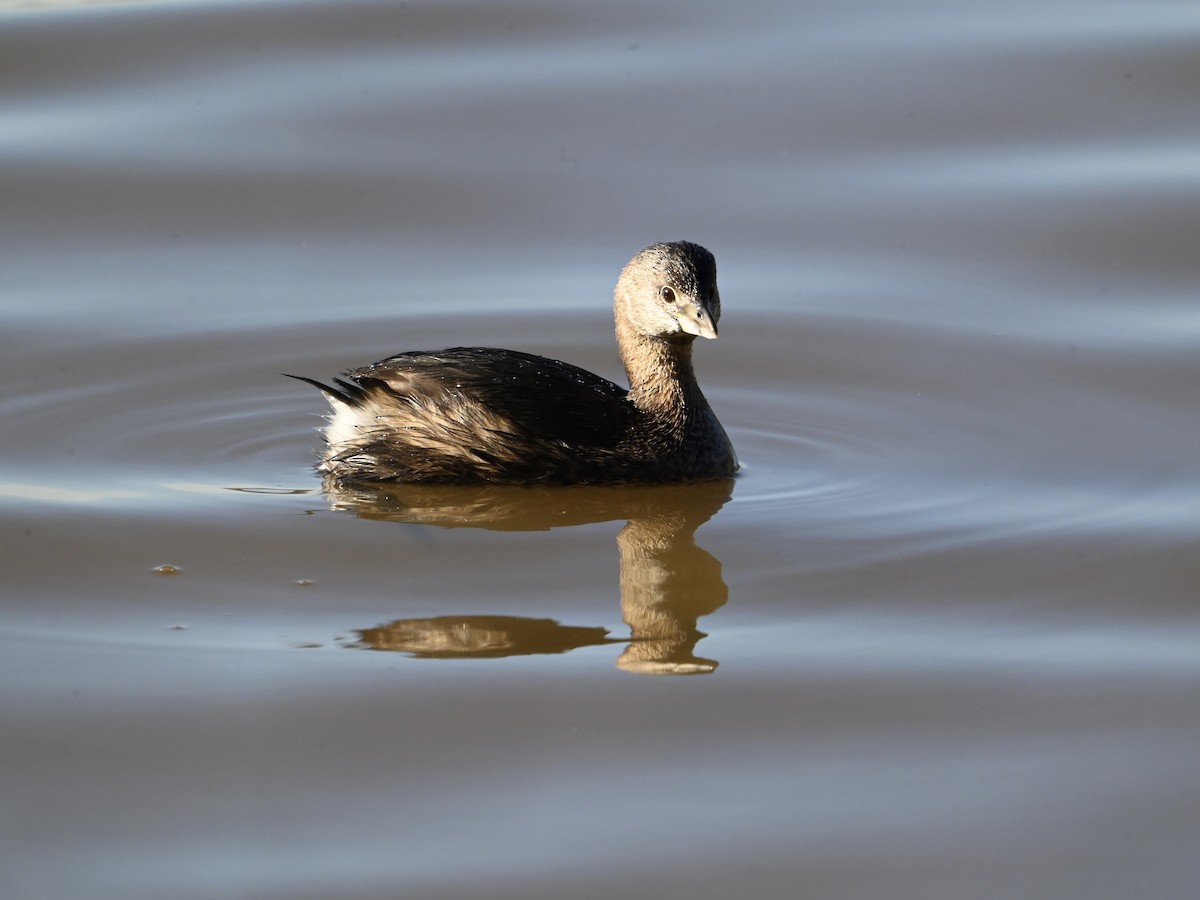 Pied-billed Grebe - ML614394460