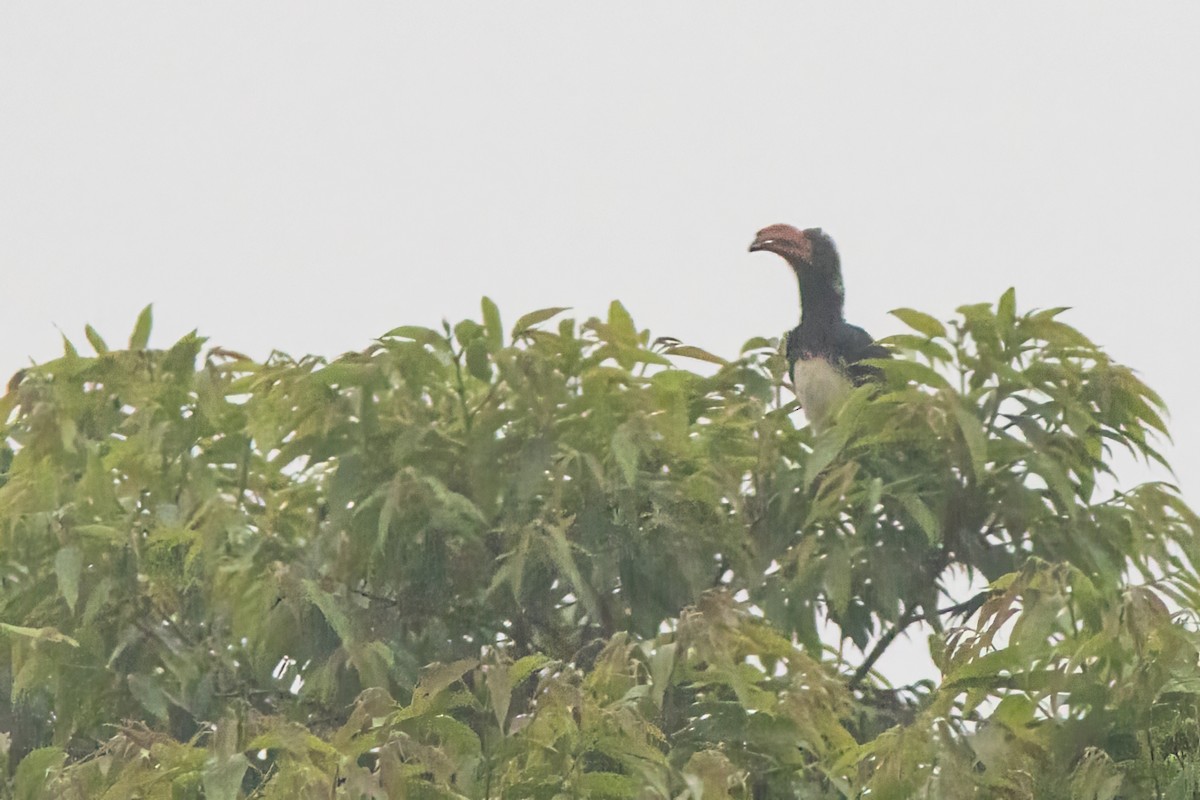 Crowned Hornbill - ML614394463