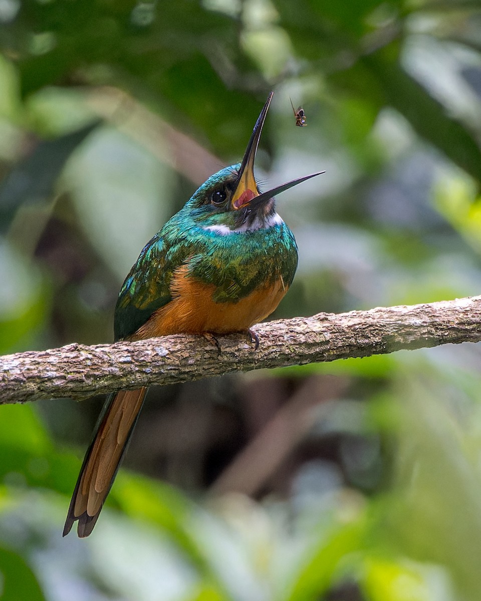 Rufous-tailed Jacamar (Black-chinned) - David F Smith