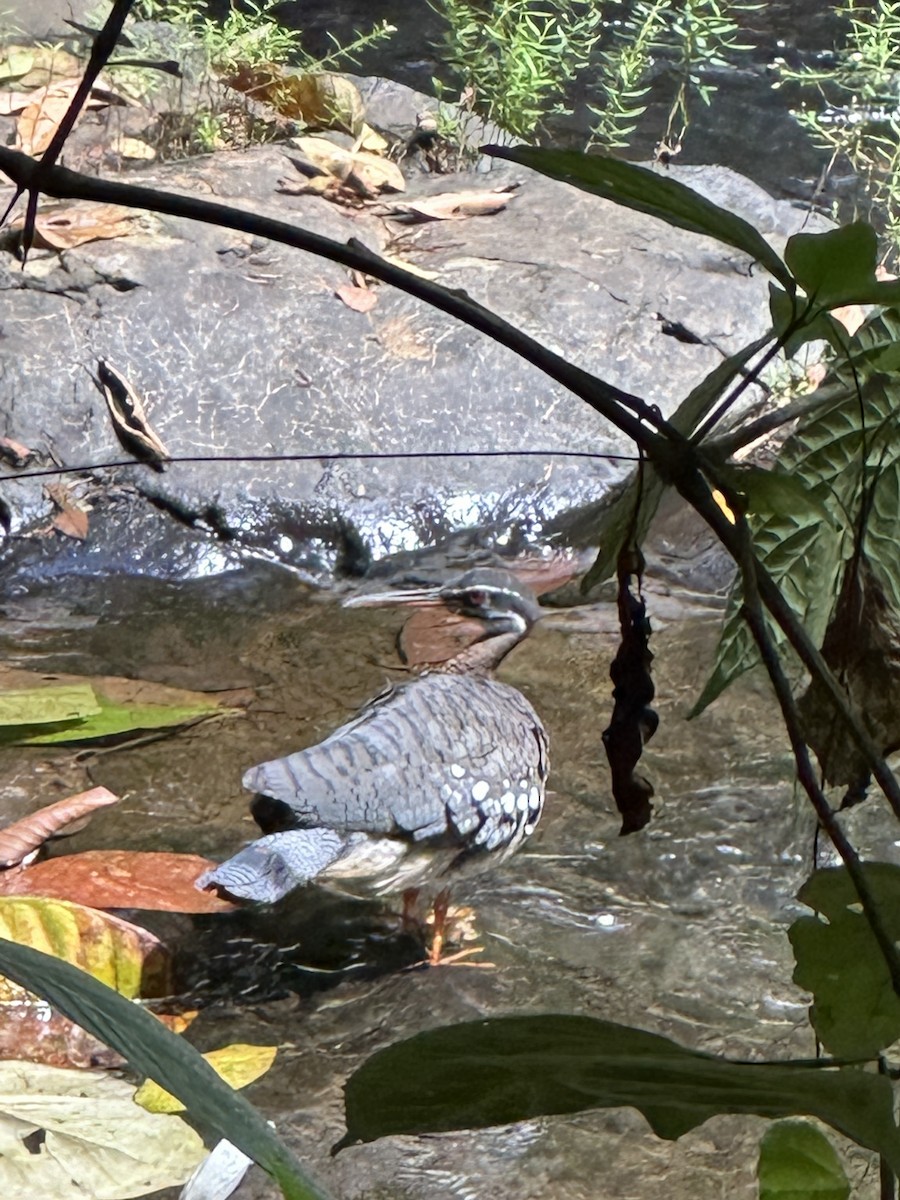 Sunbittern - ML614394520