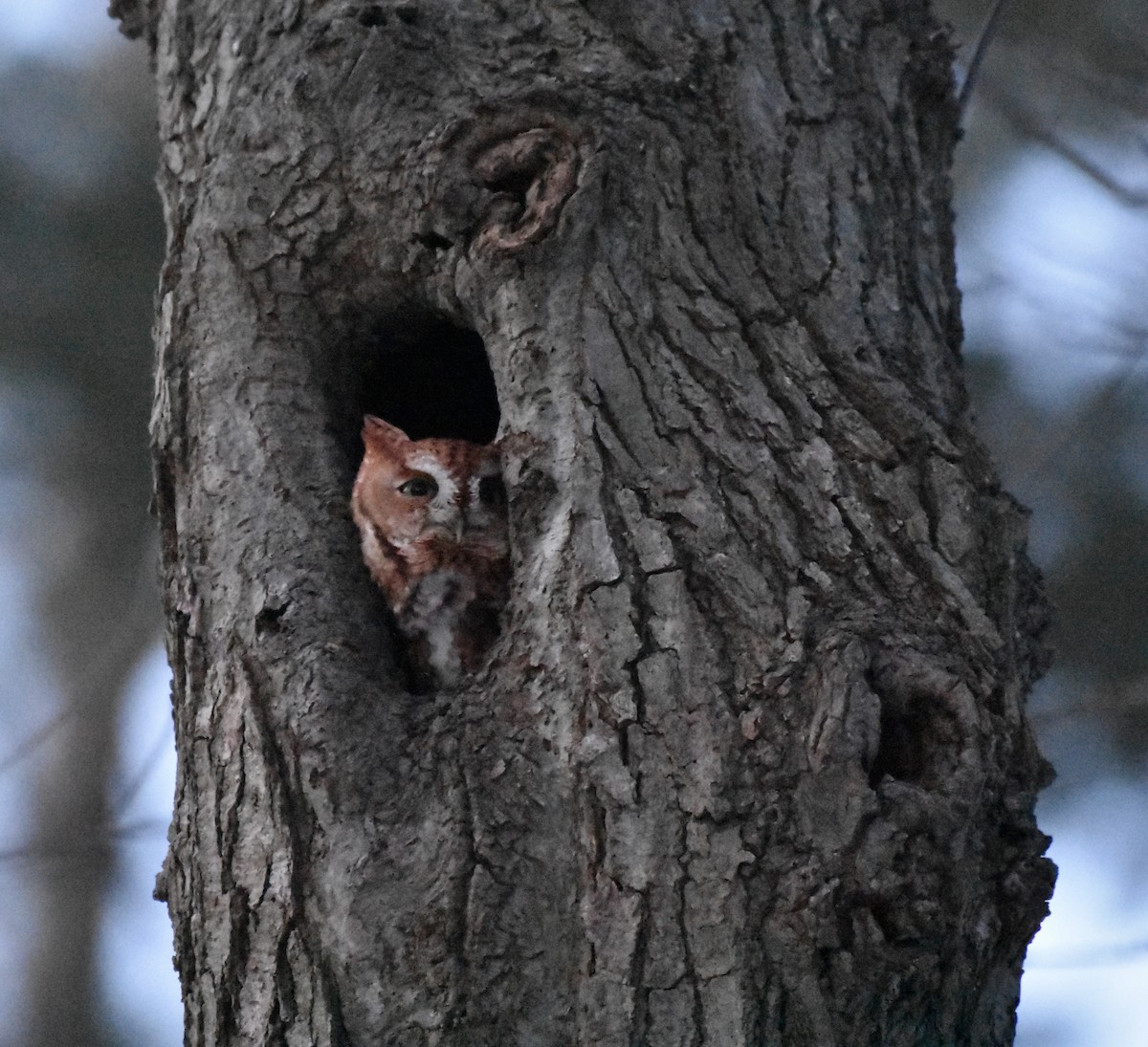 Eastern Screech-Owl - Ian Doherty