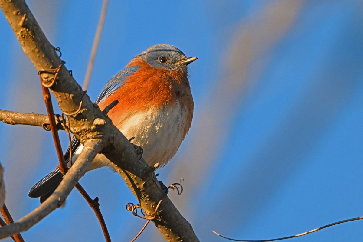 Eastern Bluebird - ML614394531