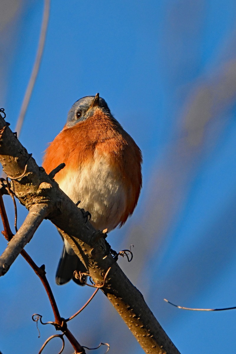 Eastern Bluebird - ML614394532