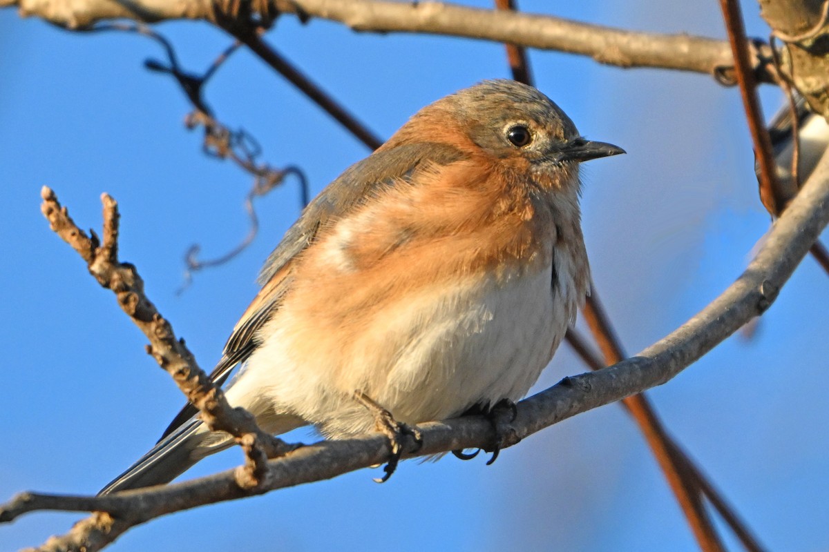 Eastern Bluebird - ML614394540