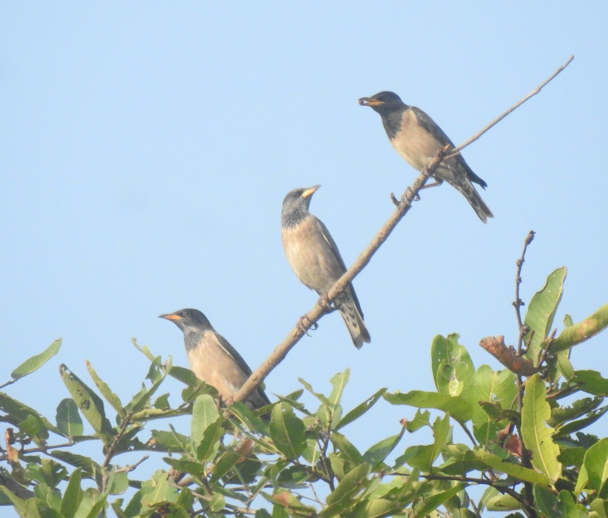 Rosy Starling - Boominathan Durairaj