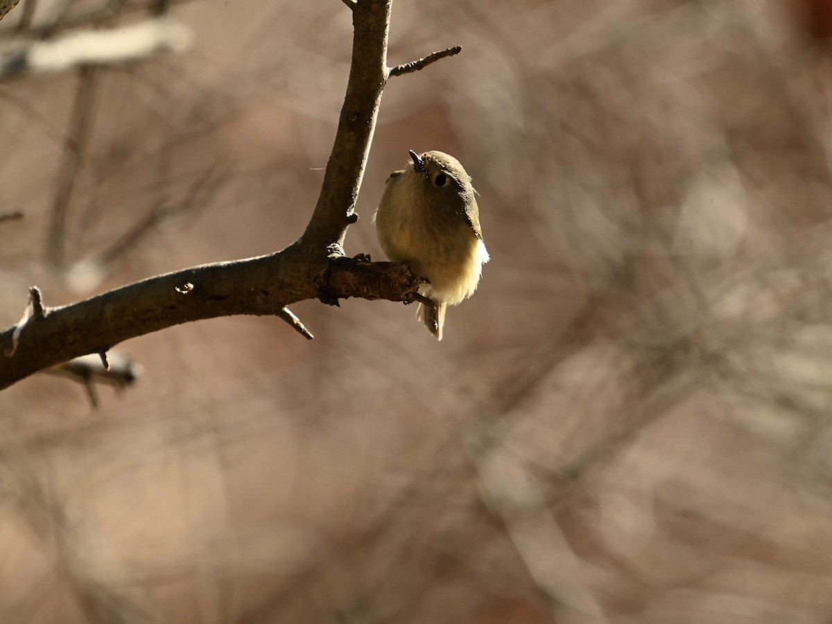 Ruby-crowned Kinglet - ML614394553
