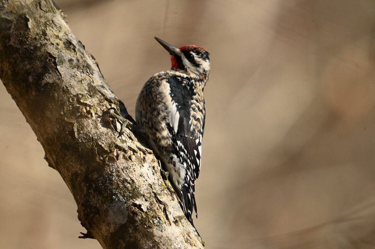 Yellow-bellied Sapsucker - ML614394562