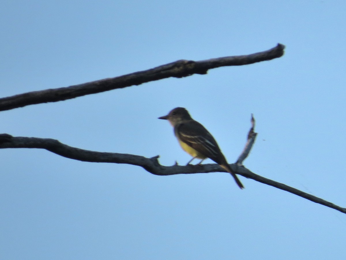 Great Crested Flycatcher - ML614394596