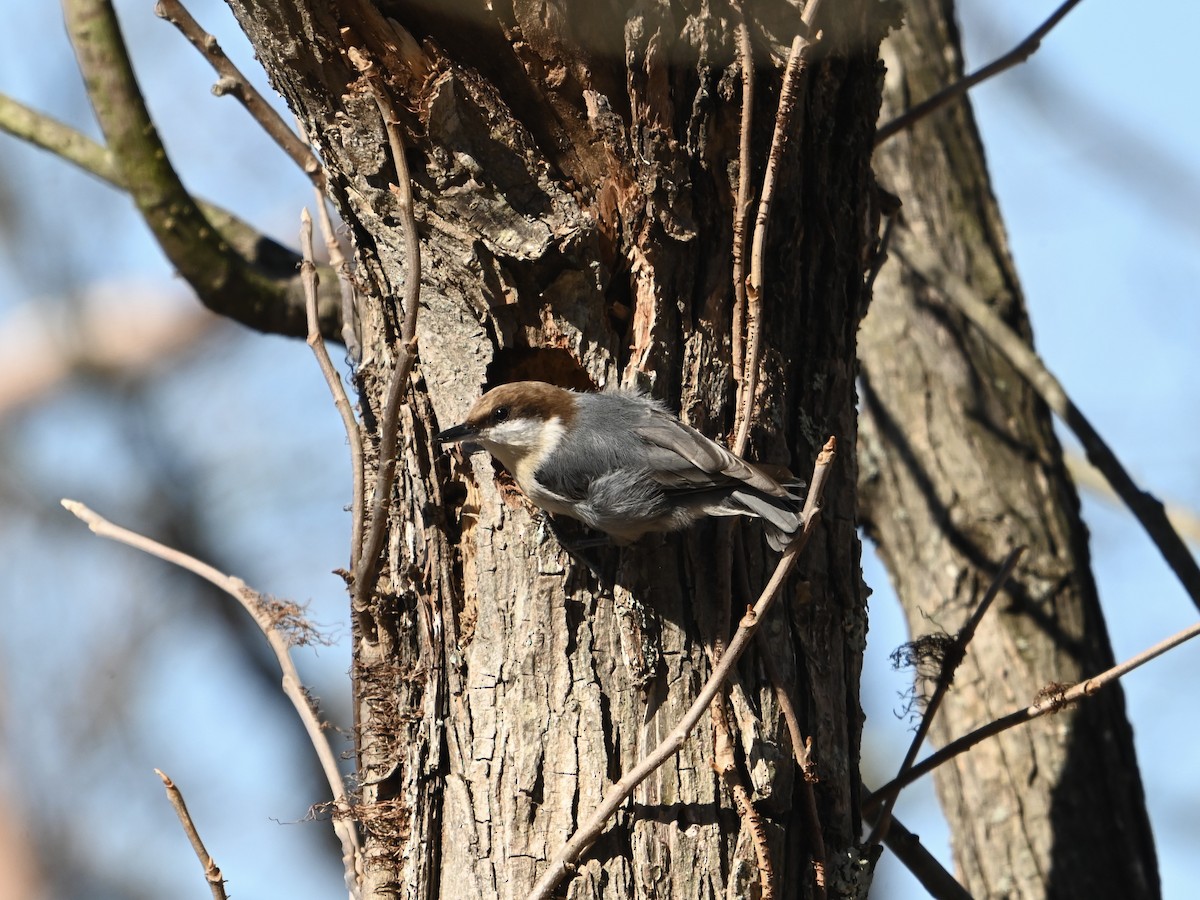 Brown-headed Nuthatch - William Woody