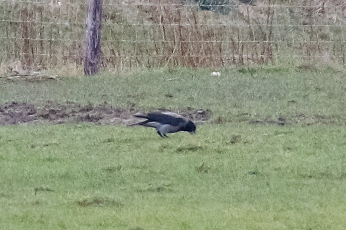 Hooded Crow - Arto Maatta