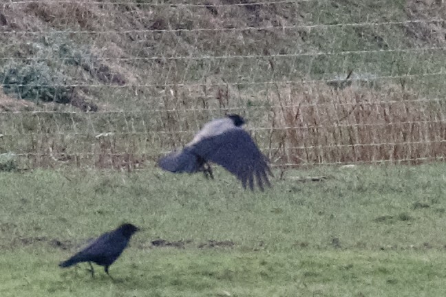 Hooded Crow - ML614394650