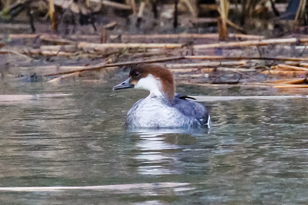 Smew - Arto Maatta