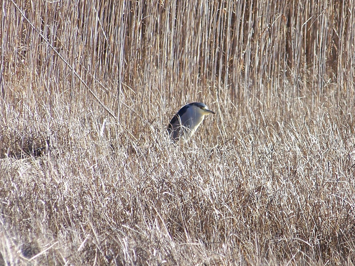 Black-crowned Night Heron - ML614394724