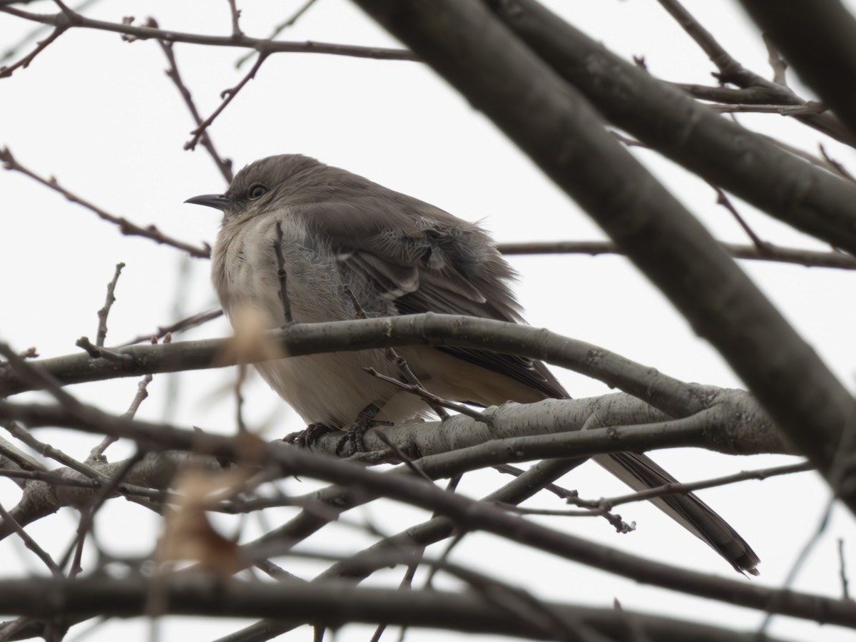 Northern Mockingbird - ML614394821