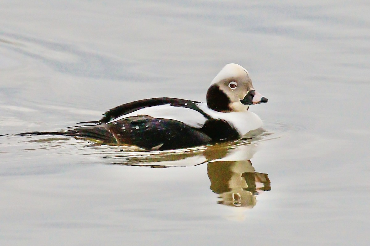 Long-tailed Duck - Arto Maatta